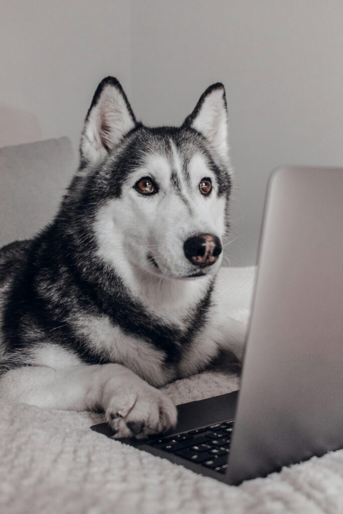 dog with a laptop